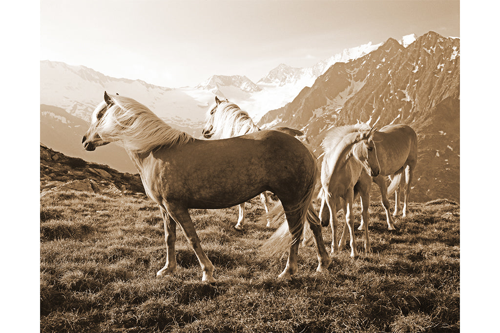 Leinenbild "Haflinger Olpererhütte Zillertal" Sepi