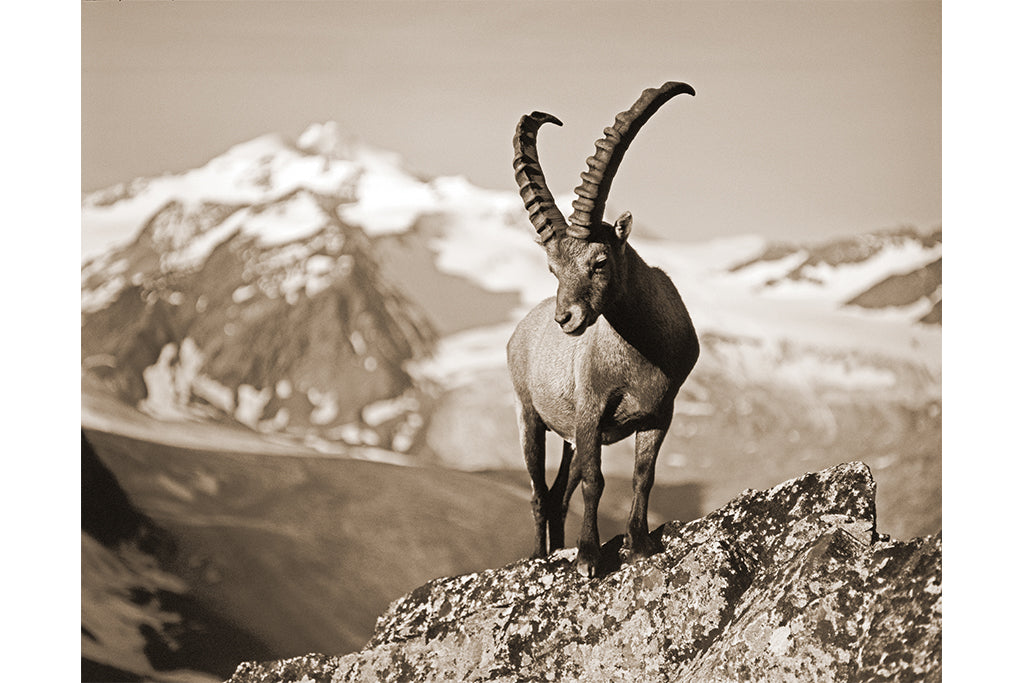 Leinenbild "Steinböcke Wildspitze" Sepia