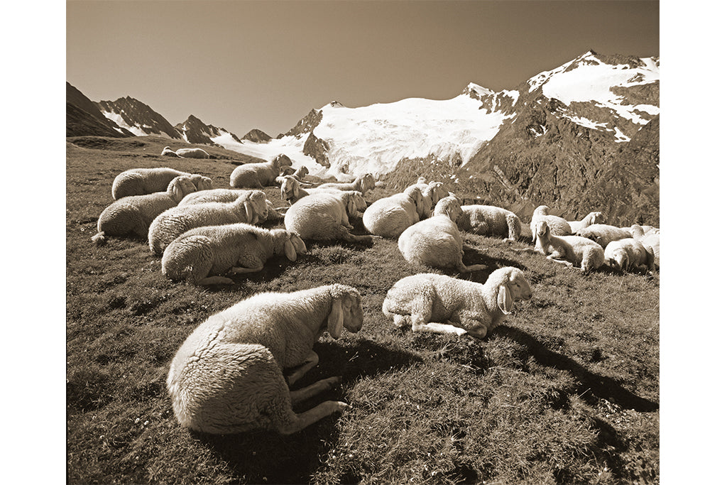 Leinenbild "Bergschaf Hohe Mut Ötztal" Sepia