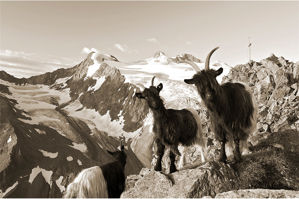 Leinenbild "Ziege Zuckerhütl Stubai" Sepia