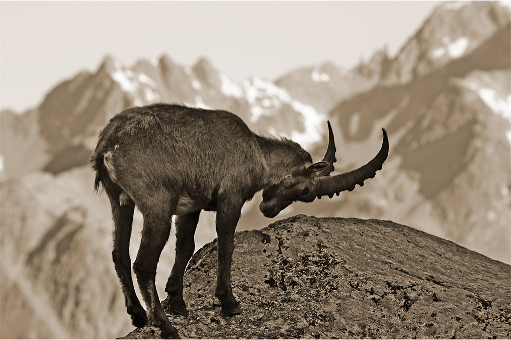 Leinenbild "Junger Steinbock" Sepia