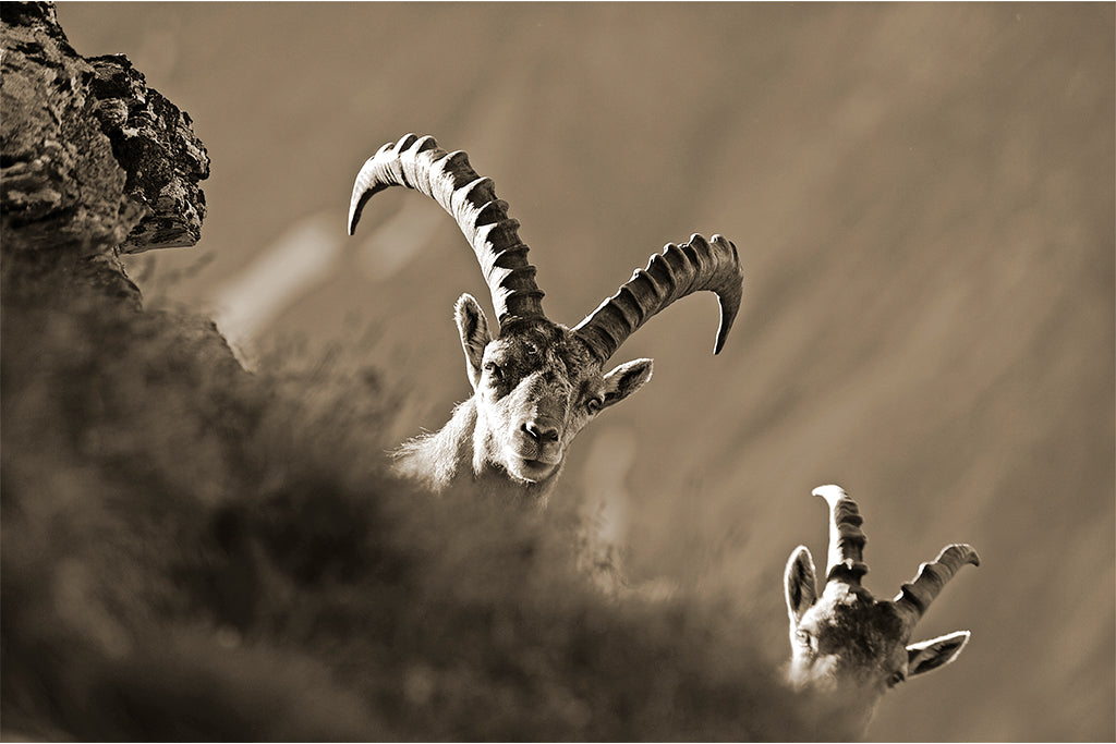 Leinenbild "Neugierige Steinböcke" Sepia