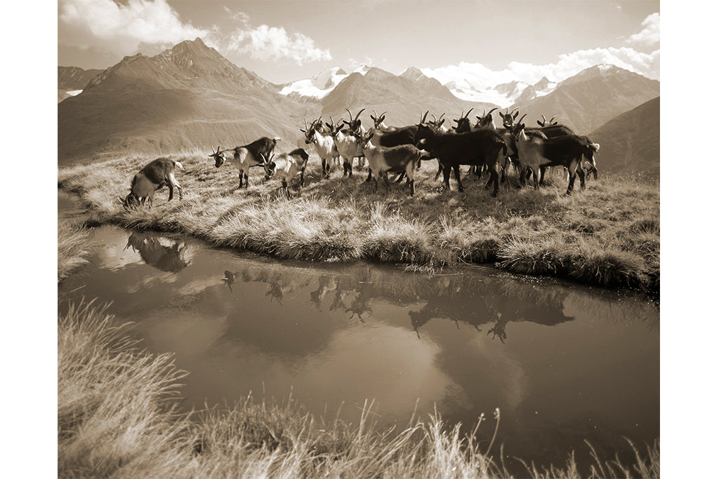 Leinenbild "Ziegen Ötztal" Sepia