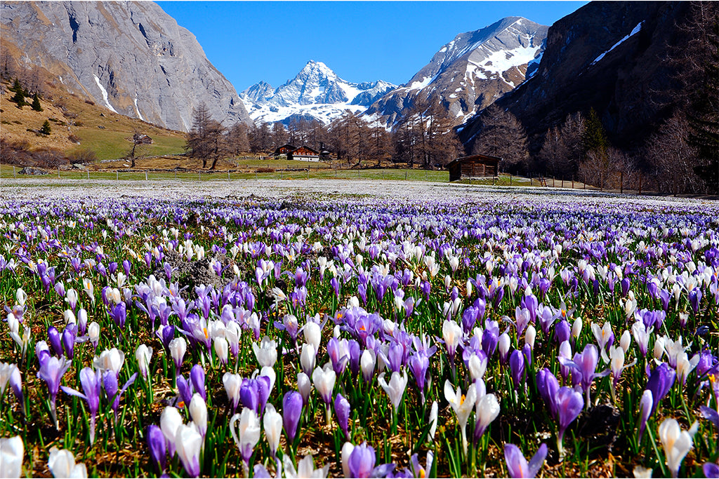 Leinenbild "Bergfrühling Großglockner" Farbe