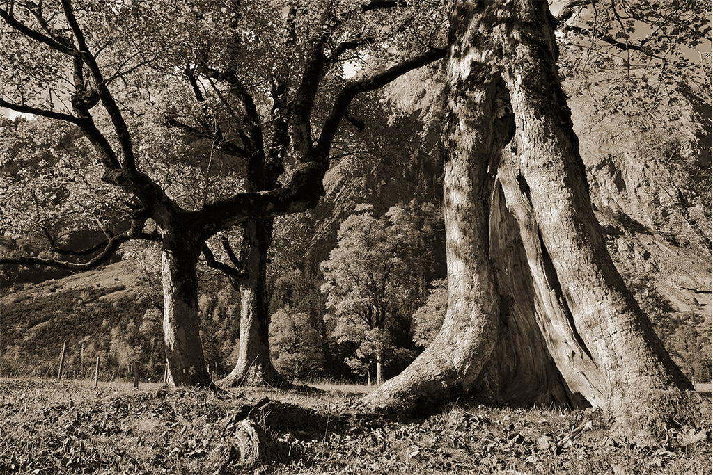 Leinenbild "Ahornboden Herbst" Sepia