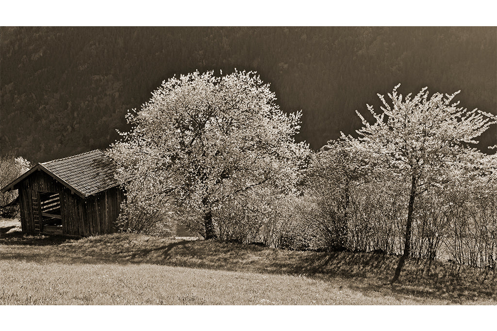 Leinenbild "Kirschpracht" Sepia