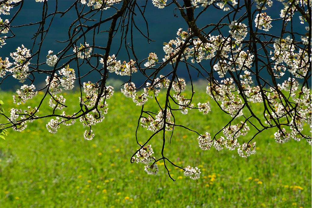 Leinenbild "Blütenzauber" Farbe