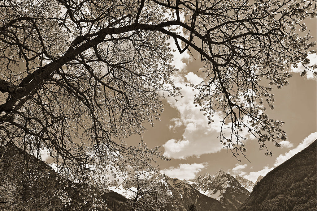 Leinenbild "Blütenmeer" Sepia