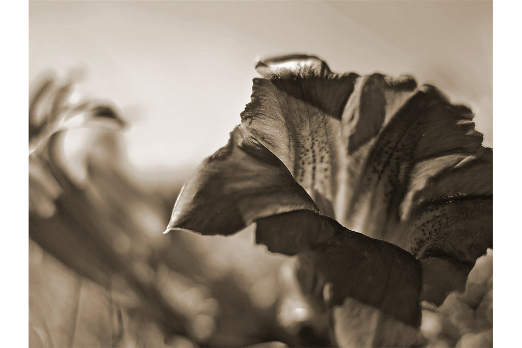 Leinenbild "Morgenlicht" Sepia