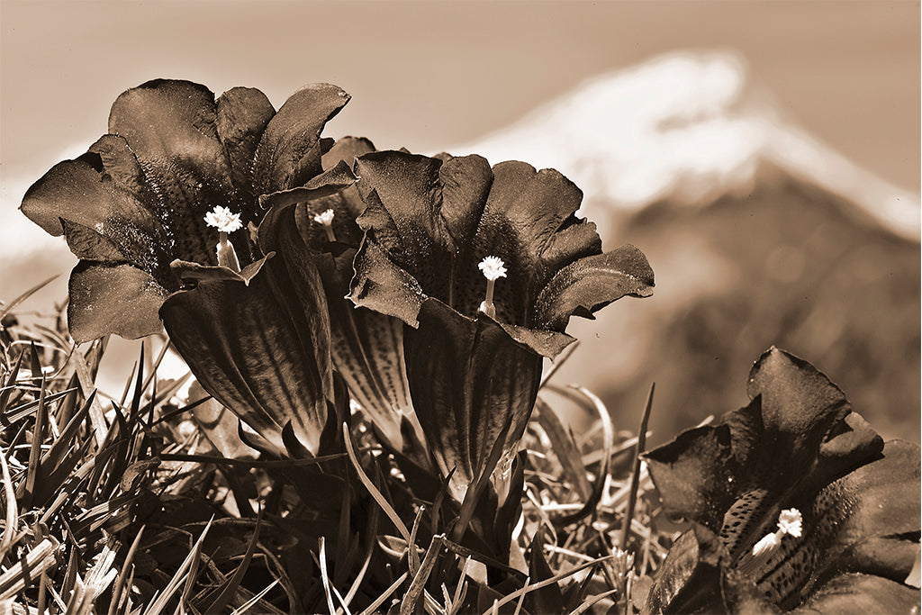 Leinenbild "Enziantraum" Sepia