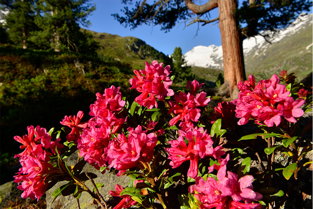 Leinenbild "Almrosen" Farbe