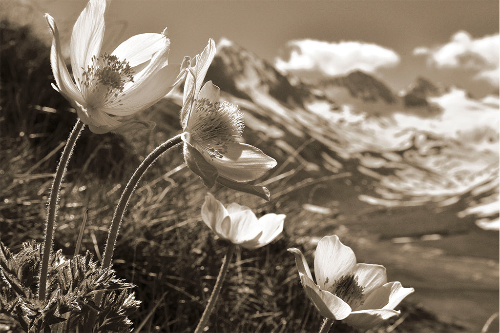 Leinenbild "Lichtspiel" Sepia