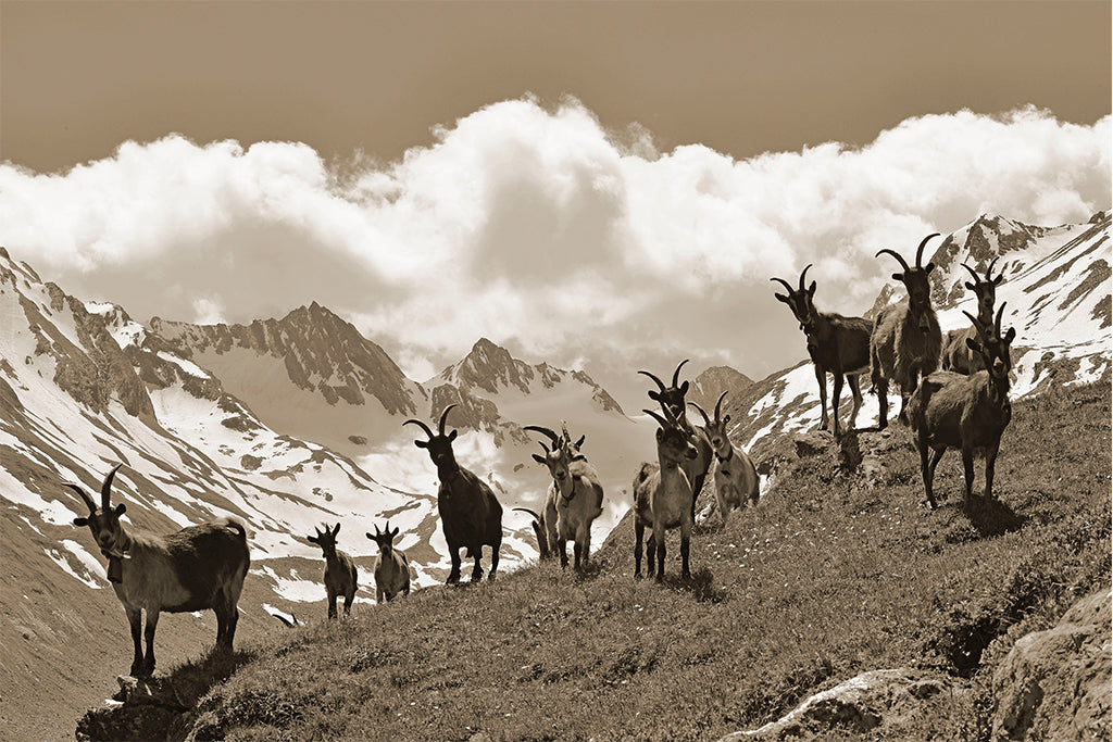 Leinenbild "Guten Morgen" Sepia