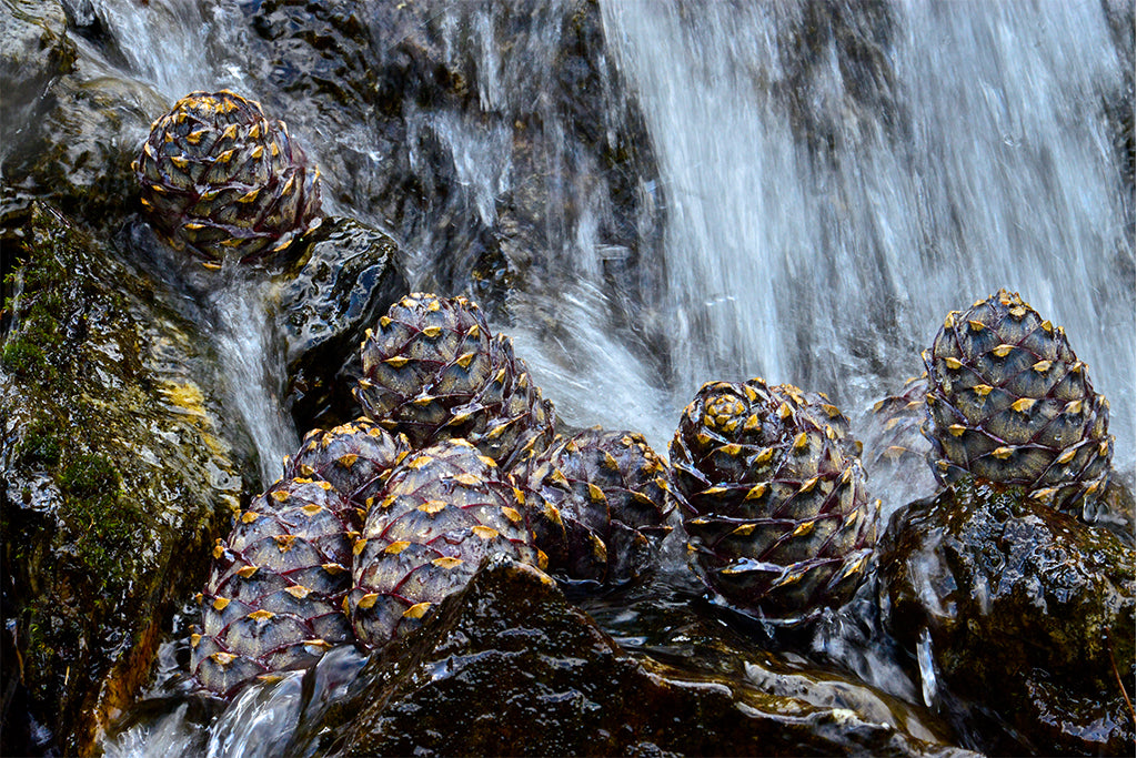 Leinenbild "Zirbenzapfen" Farbe