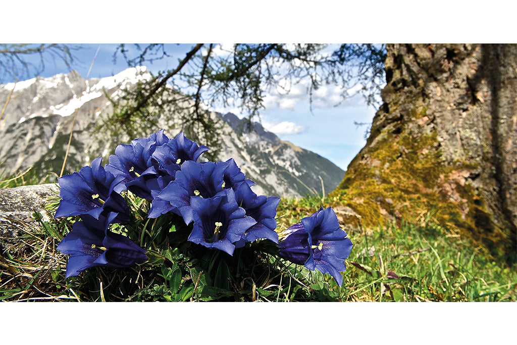 Leinenbild Panorama "Königsblau" Farbe