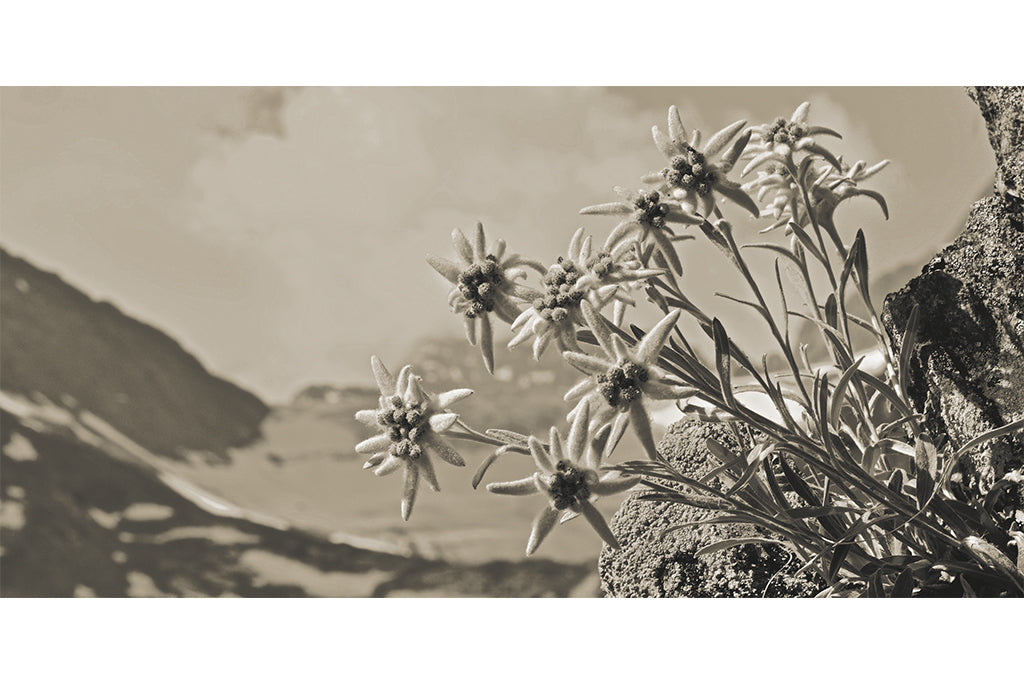 Leinenbild Panorama "Edelsonne" Farbe
