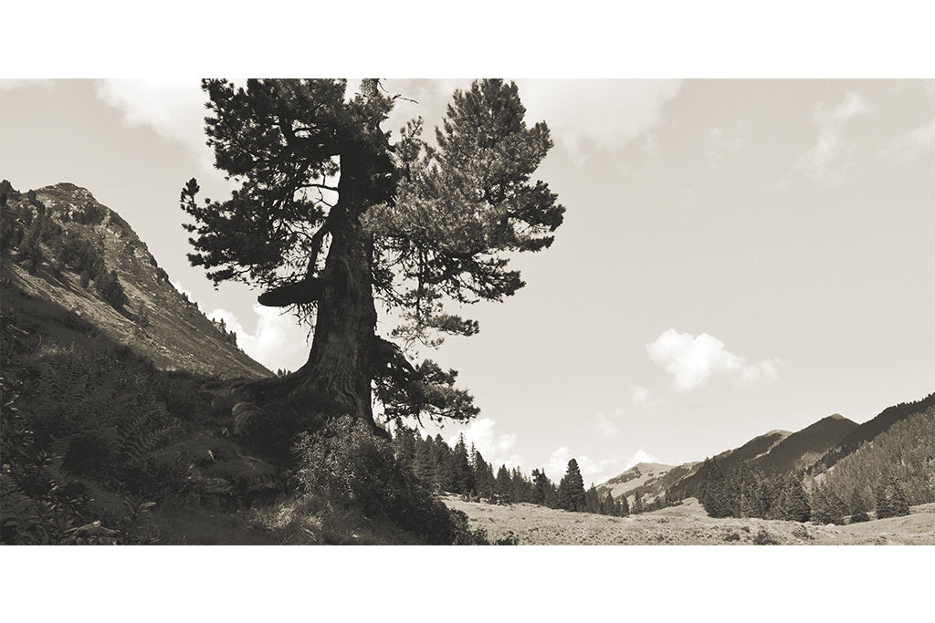 Leinenbild Panorama "Auf DU und DU" Sepia