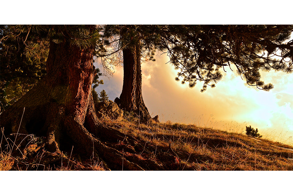 Leinenbild Panorama Spruch "Wurzeln" Farbe