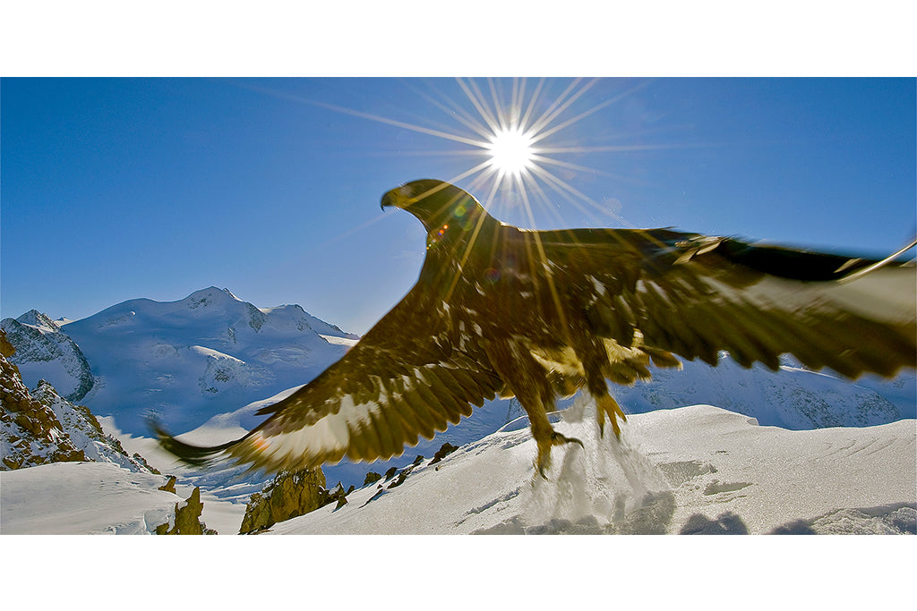 Leinenbild Panorama "Freiflug" Farbe