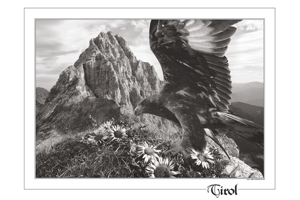 Poster "Freiheit Adler mit Distel" S/W