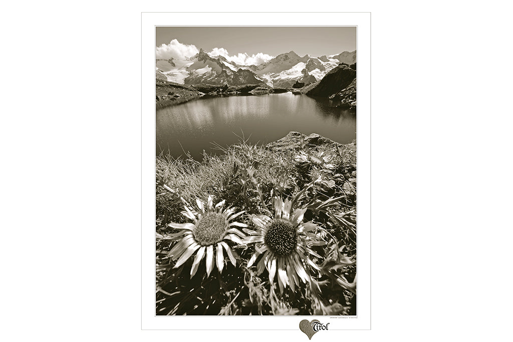 Poster "Schwarzsee mit Disteln" Sepia