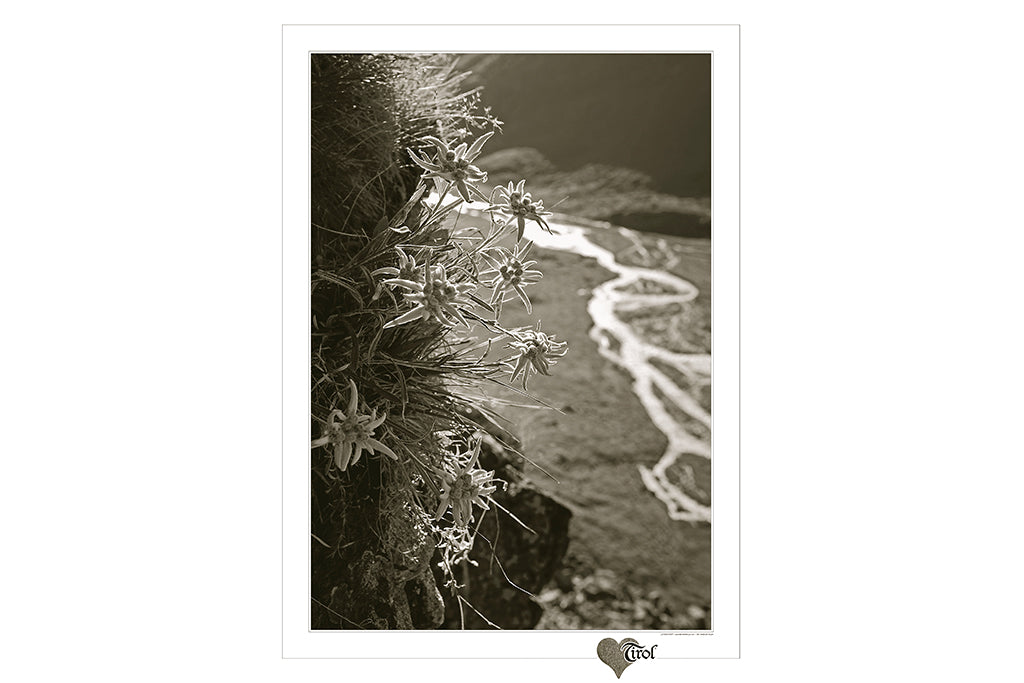 Poster "Edelwasser" Sepia