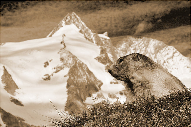 Leinenbild "Murmeltier Großglockner" Sepia