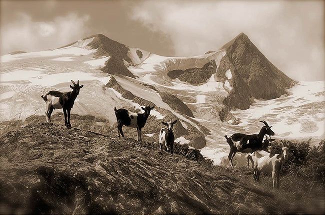 Leinenbild "Da schau her" Sepia