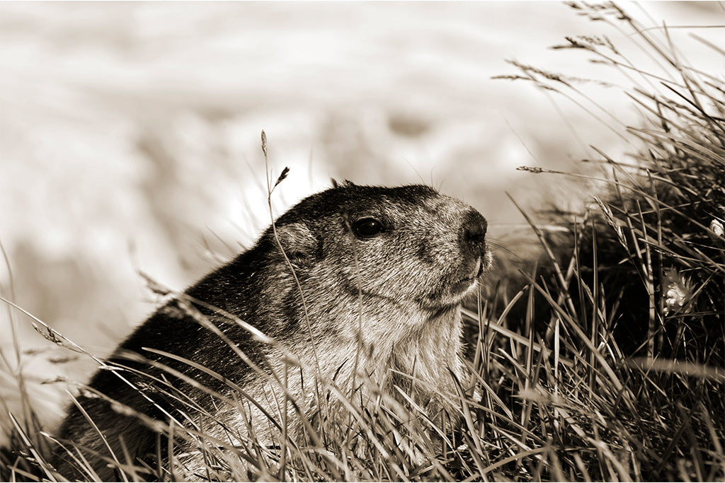 Leinenbild "Junges Murmeltier" Sepia