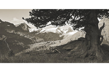 Leinenbild Panorama "Lebensbaum" Sepia