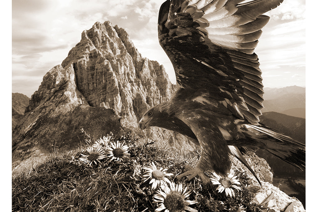 Leinenbild "Adler mit Disteln" Sepia